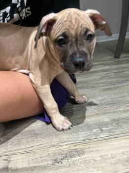 Sunny Side Up -  Pit Bull Terrier and Boxer Dog for Adoption in Phoenix, Arizona - Sunny Side Up | PetCurious
