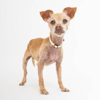 Jolene 14448 -  Chihuahua Dog for Adoption in San Francisco, California - Jolene 14448 | PetCurious