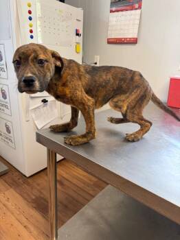 Staffordshire Bull Terrier and Catahoula Leopard Dog Dogs Available for Adoption in Fayetteville, Tennessee - Pepper Jack | PetCurious