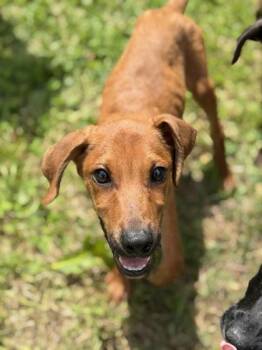 Catahoula Leopard Dog and Mixed Breed Dogs Available for Adoption in Morton Grove, Illinois - Randall | PetCurious