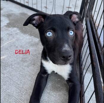 Delia -  Rat Terrier and Pit Bull Terrier Dog for Adoption in Fort Pierce, Florida - Delia | PetCurious