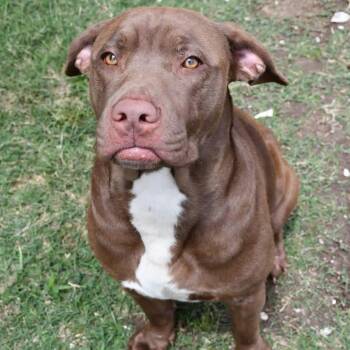 Maddox -  Chesapeake Bay Retriever Dog for Adoption in Anahuac, Texas - Maddox | PetCurious