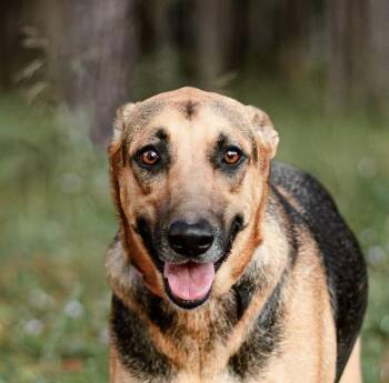 Rescue German Shepherd Dog Dogs for Adoption in Houston, Texas - Leia | PetCurious
