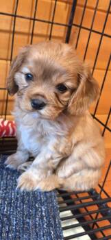 Cavalier King Charles Spaniel -  Cavalier King Charles Spaniel Dog for Sale in Battle Ground, Washington - Cavalier King Charles Spaniel | PetCurious