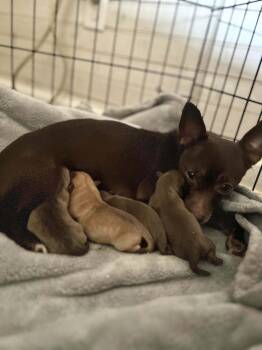 Rescue Chihuahua Dogs for Adoption in Christiansburg, Virginia - Hershey | PetCurious