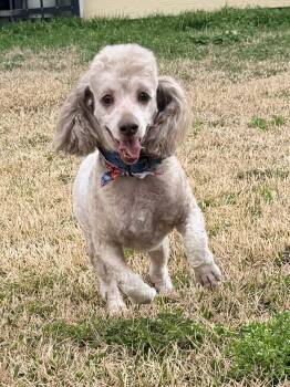 Poodle Dogs Available for Adoption - Dolla Bill | PetCurious
