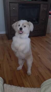 Mixed Breed Dogs Available for Adoption - Hokey Pokey | PetCurious