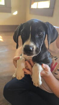 Rescue Cane Corso and Bloodhound Dogs for Adoption in Ocean Township, New Jersey - Allisaundra - Sweetest Big-Breed Baby | PetCurious