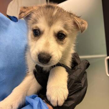 Surf -  Catahoula Leopard Dog and Husky Dog for Adoption in Abilene, Texas - Surf | PetCurious