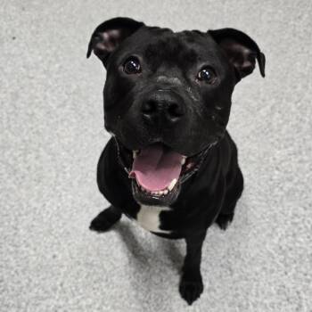 Kye -  American Staffordshire Terrier Dog for Adoption in Grand Rapids, Michigan - Kye | PetCurious