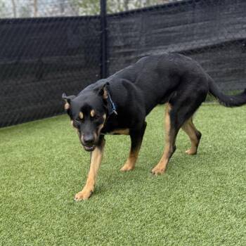 Mixed Breed Dogs Available for Adoption - Greg | PetCurious