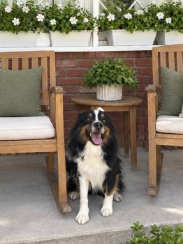Timber -  Australian Shepherd Dog for Adoption in Orange, California - Timber | PetCurious