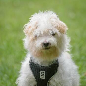 Milton -  Maltese Dog for Adoption in Lambertville, New Jersey - Milton | PetCurious