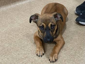Inga -  Mixed Breed Dog for Adoption in Vacaville, California - Inga | PetCurious