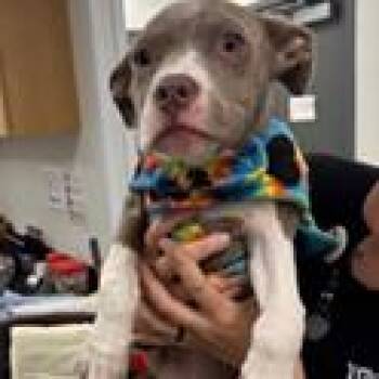Hound and Mixed Breed Dogs Available for Adoption in Tampa, Florida - Snuggles | PetCurious