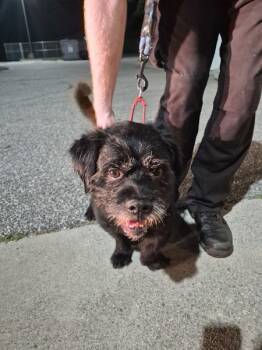 Ic-16 -  Terrier Dog Available for Adoption in Lawrenceville, Georgia - Ic-16 | PetCurious