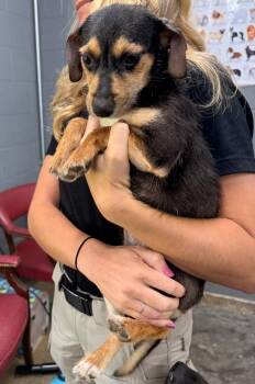 Terrier Dogs Available for Adoption in Campbellsville, Kentucky - Zara | PetCurious