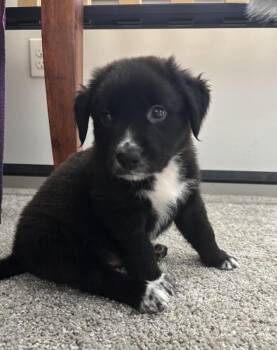 Rescue Border Collie Dogs for Adoption in Pflugerville, Texas - Peter | PetCurious