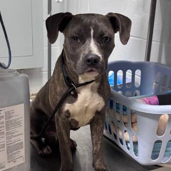 Mr. Baby -  Mixed Breed Dog for Adoption in Summerville, South Carolina - Mr. Baby | PetCurious