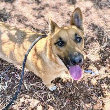 Adelia -  Pit Bull Terrier and German Shepherd Dog Dog for Adoption in Oakland, California - Adelia | PetCurious