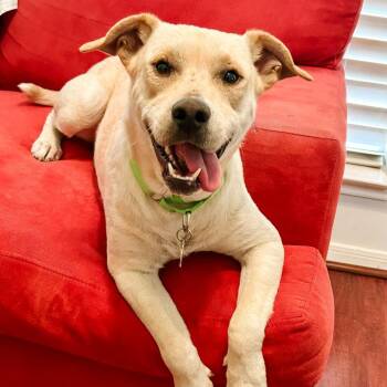 Tamale -  Yellow Labrador Retriever and Chihuahua Dog for Adoption in Klein, Texas - Tamale | PetCurious