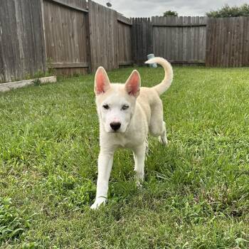 Kodiak -  Husky Dog for Adoption in Houston, Texas - Kodiak | PetCurious