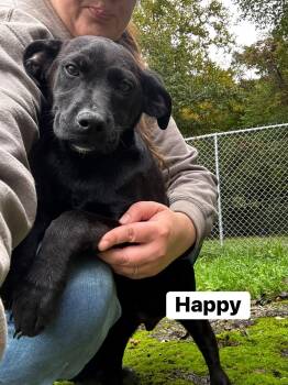 Happy (13wo, 20lbs) -  Hound Dog for Adoption in Hinton, West Virginia - Happy (13wo, 20lbs) | PetCurious