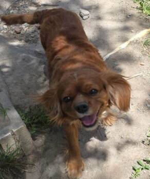 Rescue Cavalier King Charles Spaniel Dogs for Adoption in Parker, Colorado - Corum Ruby 25111 | PetCurious