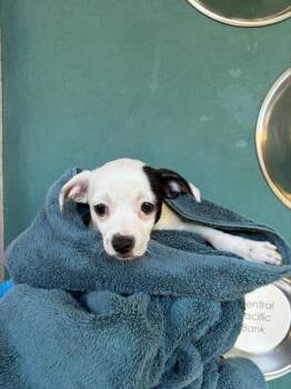 Kida -  Terrier and Mixed Breed Dog for Adoption in Honolulu, Hawaii - Kida | PetCurious