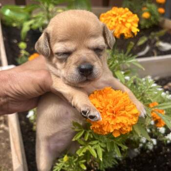 Chihuahua Dogs Available for Adoption in San Diego, California - Flora_2 | PetCurious