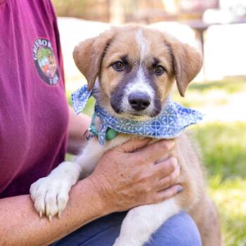 Jet (Male) Avail 9/26 -  Australian Terrier and Boxer Dog for Adoption in West Grove, Pennsylvania - Jet (Male) Avail 9/26 | PetCurious