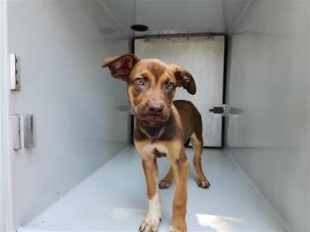 German Shepherd Dog and Mixed Breed Dogs Available for Adoption in Houston, Texas - A655111 | PetCurious