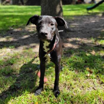 Rescue Black Labrador Retriever Dogs for Adoption in Jay, New York - Beast | PetCurious