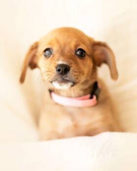 Dachshund Dogs Available for Adoption - Tillie | PetCurious
