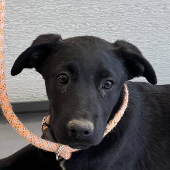 Mixed Breed Dogs Available for Adoption in Las Cruces, New Mexico - 106469 | PetCurious