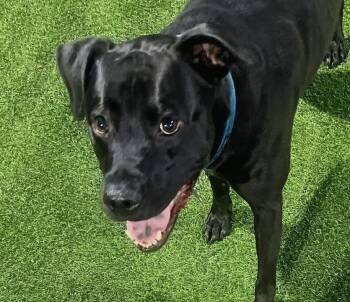 Dallas -  Black Labrador Retriever and Labrador Retriever Dog for Adoption in Oakland Park, Florida - Dallas | PetCurious