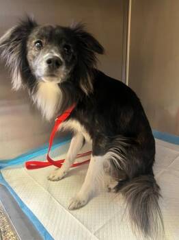 Chihuahua and Papillon Dogs Available for Adoption in Thousand Palms, California - A1915604 | PetCurious