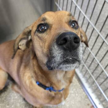 Rescue Basset Hound and Belgian Shepherd Malinois Dogs for Adoption in Kanab, Utah - Brad | PetCurious