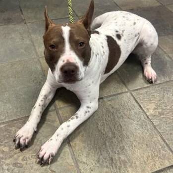 Pit Bull Terrier and Mixed Breed Dogs Available for Adoption - 60781979 | PetCurious