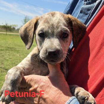 Mixed Breed Dogs Available for Adoption in Madison, Wisconsin - Petunia | PetCurious