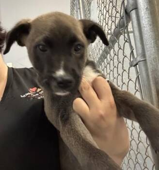 Labrador Retriever and Mixed Breed Dogs Available for Adoption - Bobby | PetCurious