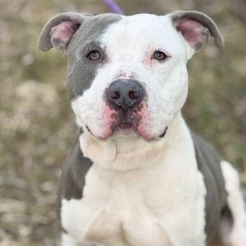 Pit Bull Terrier Dogs Available for Adoption - Asher | PetCurious