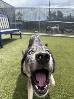 Miley -  Mixed Breed Dog for Adoption in Lafayette, Indiana - Miley | PetCurious