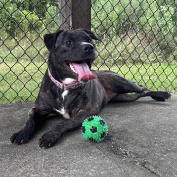 Mia -  Mixed Breed Dog for Adoption in Waynesburg, Pennsylvania - Mia | PetCurious