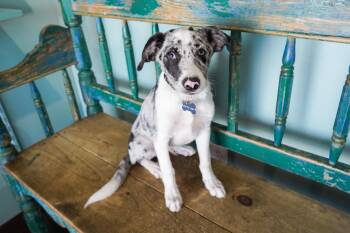 Reed -  Border Collie and Australian Shepherd Dog for Adoption in San Antonio, Texas - Reed | PetCurious