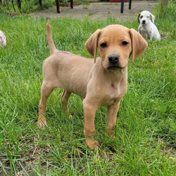Mixed Breed Dogs Available for Adoption in Detroit, Michigan - Sharon | PetCurious