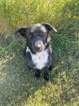 Rook -  Border Collie Dog for Adoption in Wetaskiwin, Alberta - Rook | PetCurious