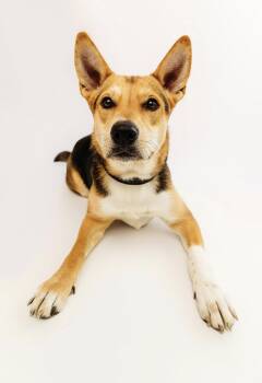 Dahlia -  German Shepherd Dog Dog Available for Adoption - Dahlia | PetCurious