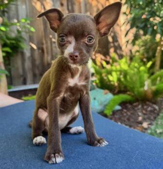 Run: Bolt -  Chihuahua Dog for Adoption in Palo Alto, California - Run: Bolt | PetCurious