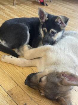 Pumi Dogs Available for Adoption in Minneapolis, Minnesota - Big Bird | PetCurious